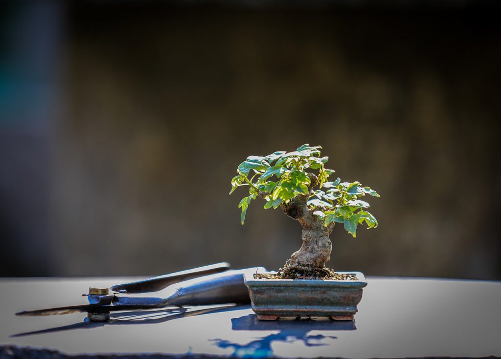 Bonsai tree with pruning tool