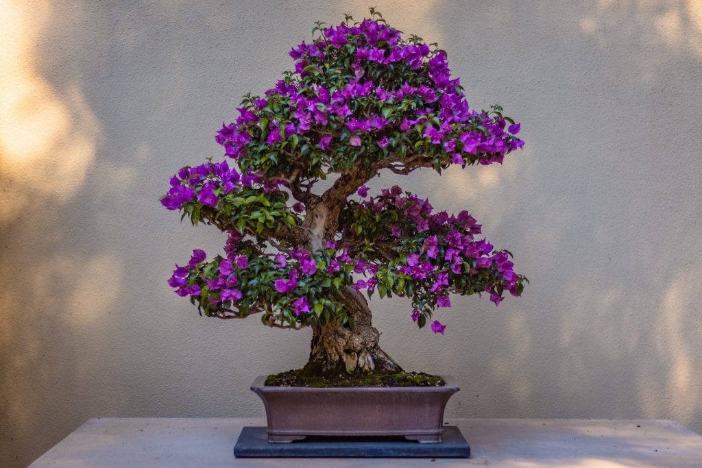 Flowering bonsai tree