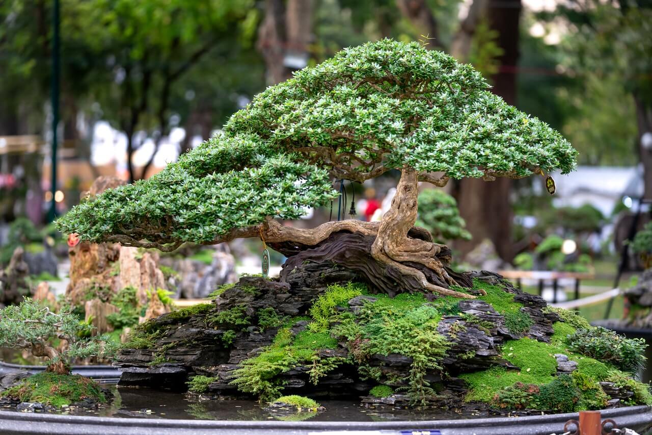 Bonsai tree in fountain