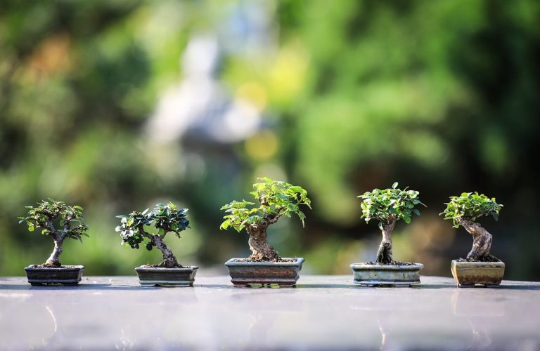 Three bonsai trees