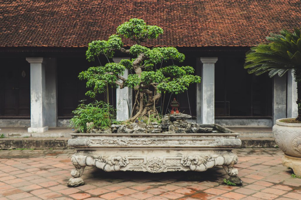 An outdoor bonsai tree display