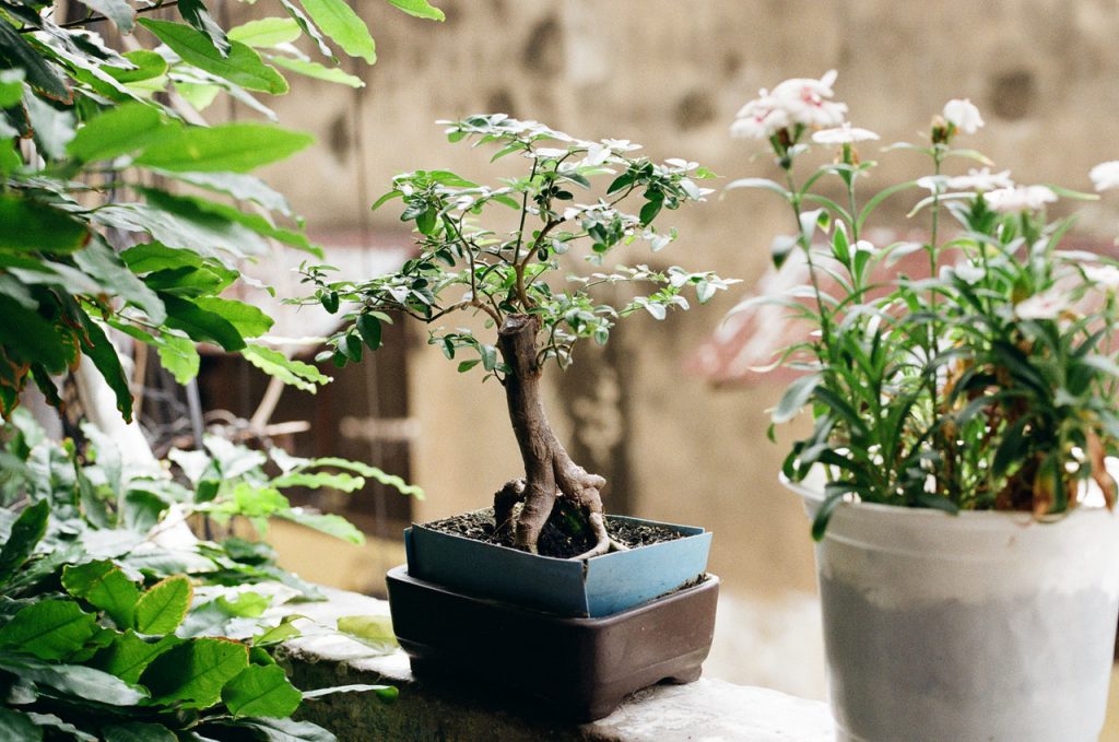 Photo of two bonsai trees