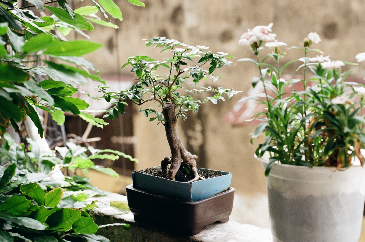 How to Care for a Bonsai Tree Bonsai Tree Source
