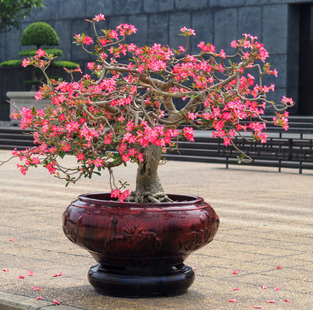 Bougainvillea Bonsai Tree