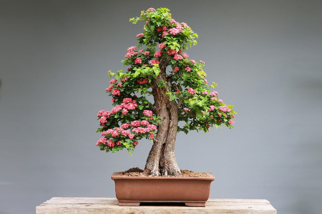 Cherry Blossom Bonsai Tree